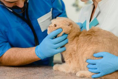 veterinario con gato