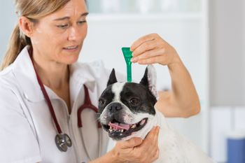 veterinaria con perro